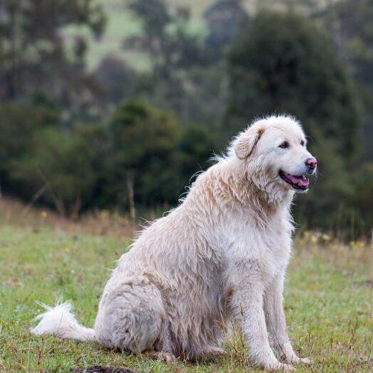 Fashion big white sheepdog breeds